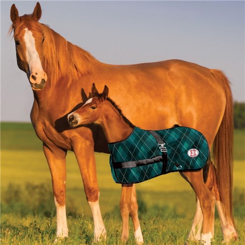 Thermo Master 600D Growing Foal Rug - Emerald Diamond