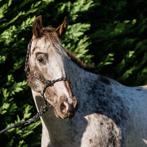 Flair Rope Halter - Pony